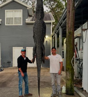 Huge alligator on the board!