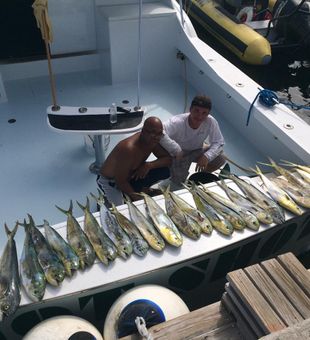 Mahi Mahi Galore In Florida Waters