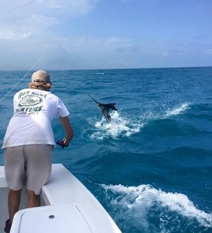 Sailfish Acrobatic Leap Captured in Miami, FL