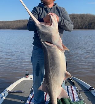 Paddlefish caught in Missouri 