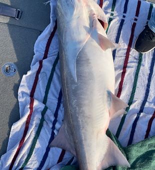 Missouri's paddlefish 