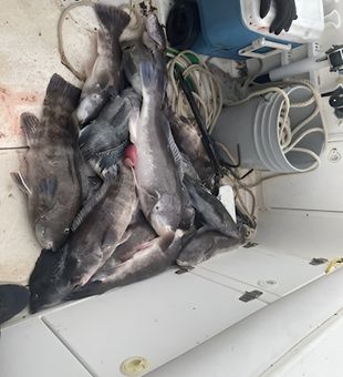 Pile of tautog deck catch