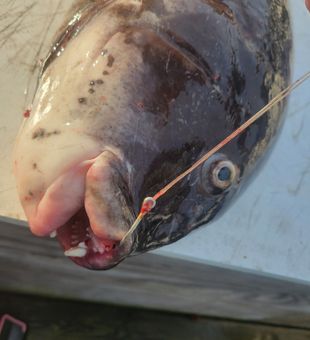 Norfolk tautog caught with perfect hook placement!