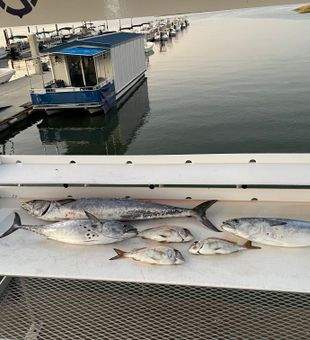Catch dinner on Half-day fishing trips Hilton Head