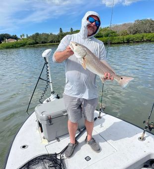 Redfish from St. Petersburg, FL.