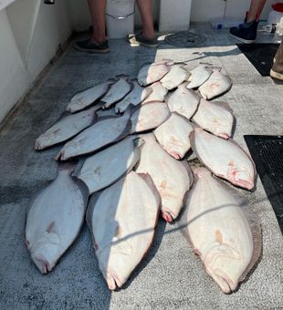 Plenty of Flounder in Belmar, NJ