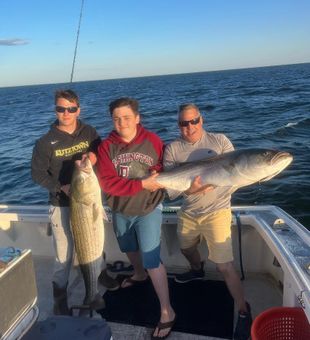 Large Striped Bass in Belmar, NJ