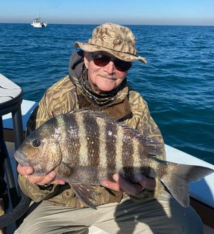 Caught a Sheepshead in South Carolina inshore trip