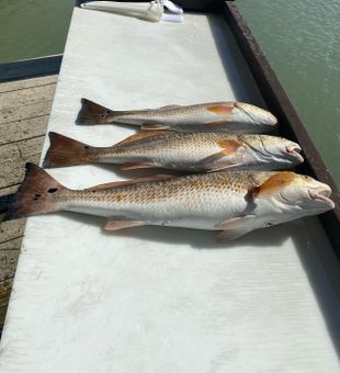 Redfish fishing trips South Padre Island