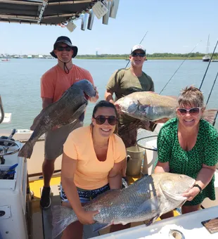 Big black drum on a Cape May fishing charter