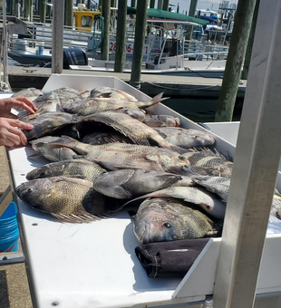 Biloxi Deep Sea Fishing Charters