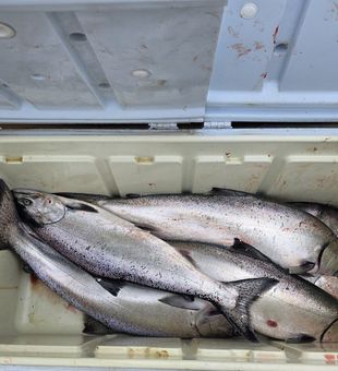 Discover why salmon fishing in St. Catharines, Lake Ontario is one of Canada’s top fishing adventures for anglers of all skill levels.