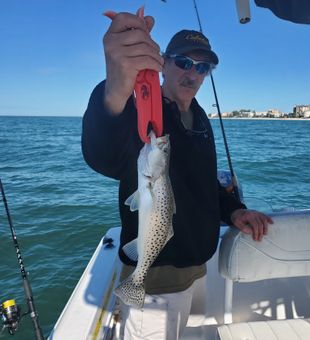 Trout caught in St Petersburg, FL