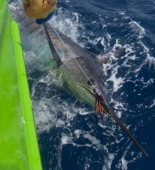 Atlantic sailfish release off Wanchese NC!