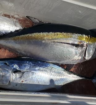 Tuna-tastic Time on Jupiter Charters!