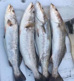 Hooked Some Trout in Crystal Beach, TX