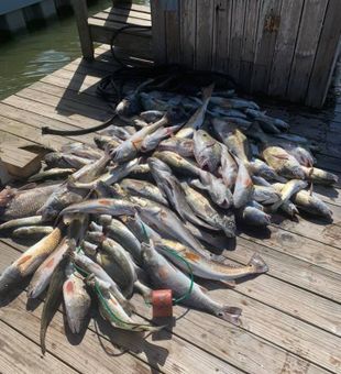 Bountiful catch today at Port Isabel. TX