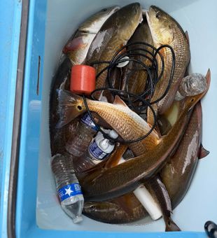 Chase redfish and speckled trout on an unforgettable inshore fishing adventure in Corpus Christi.