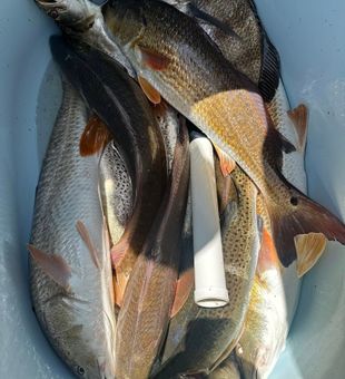 Limit on redfish on Port Isabel's water.