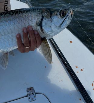 Massive Key Largo tarpon ready for release!