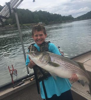 Tennessee River Striper Fishing At Its Best
