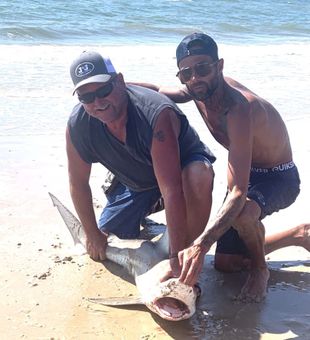 Shark on the line—Bolivar style!