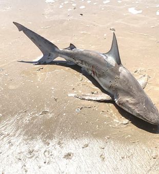 Big bites and beach vibes in Bolivar.