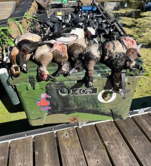 Ducks Stack - Crystal River, FL.