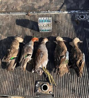 Spot the Not - Lafitte, LA.