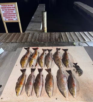 Lafitte Bowfishing Trips After Dark
