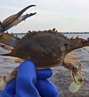 Manns Harbor, Crabbing Trip