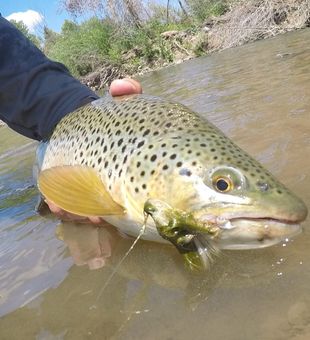 Hooked a beauty on the Weber River!
