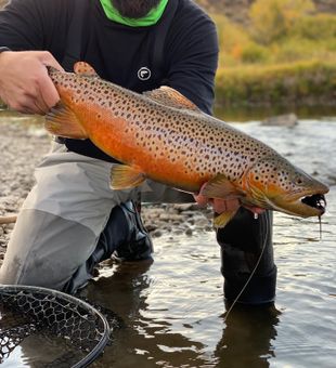 Weber River magic—catching trout dreams