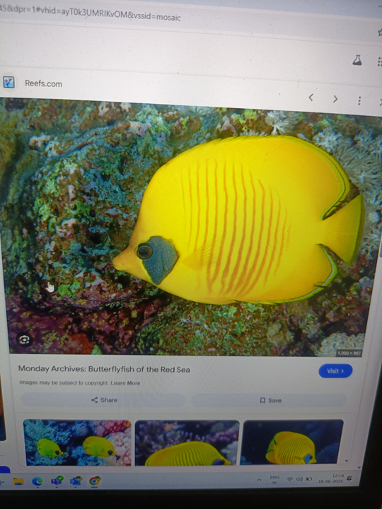 defaultImg