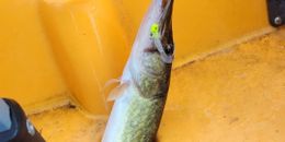 Baitwatch Fishing  Kayak Boat image 0