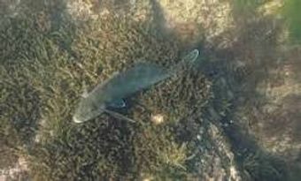 ABC fishing chatters SSS Boat