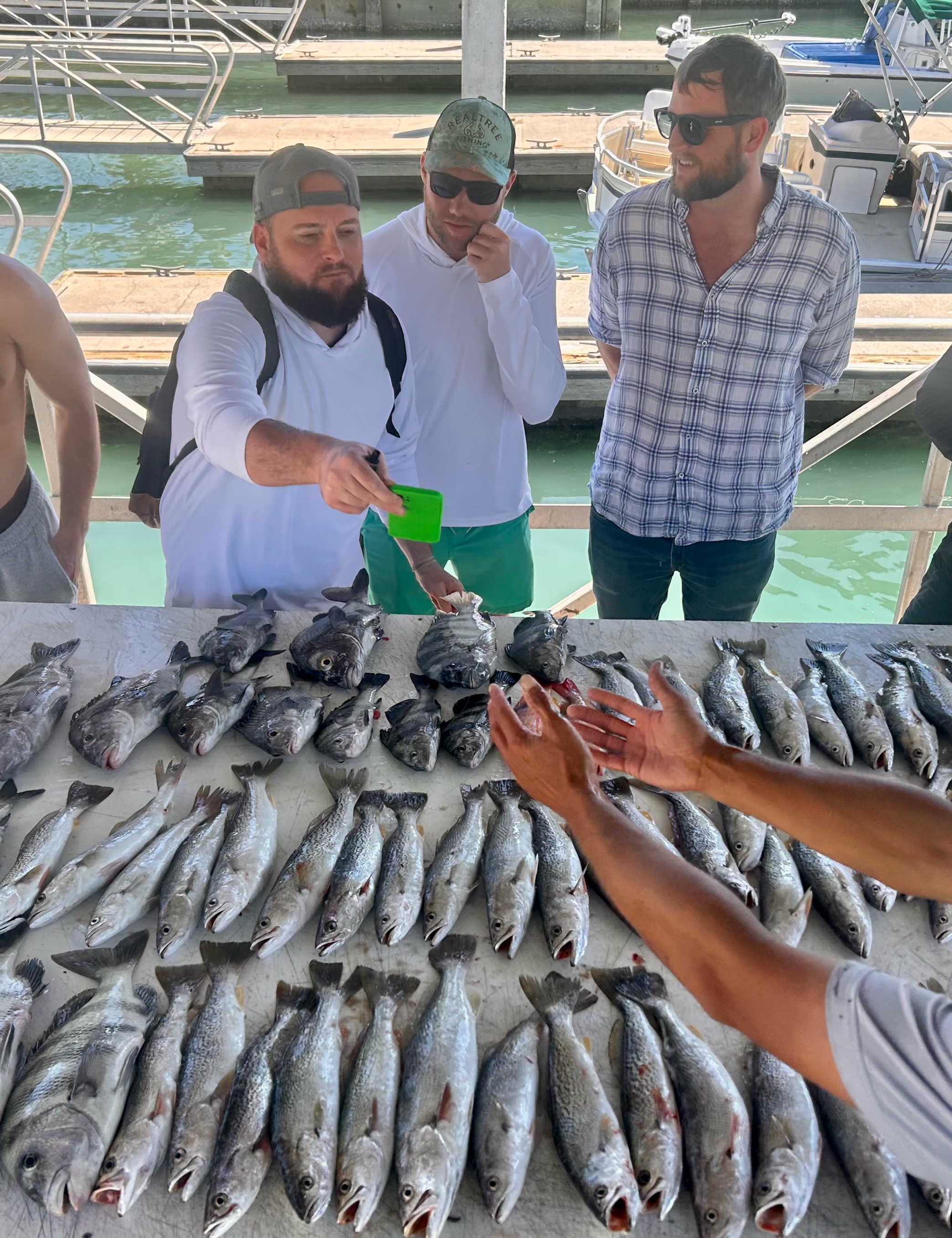 Epic sheepshead and squeteague haul in Vero Beach!
