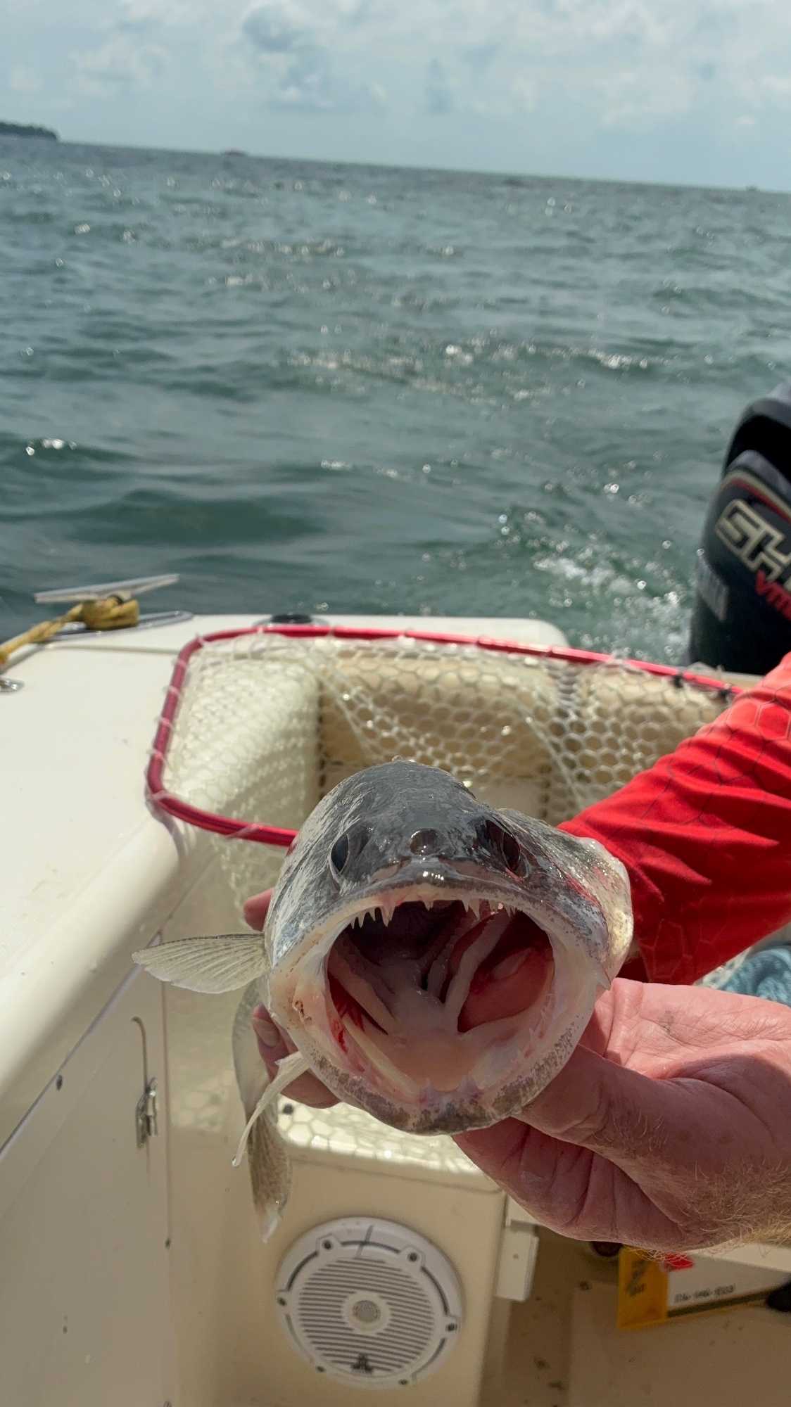 Nice walleye from Lakeside Marblehead OH waters!