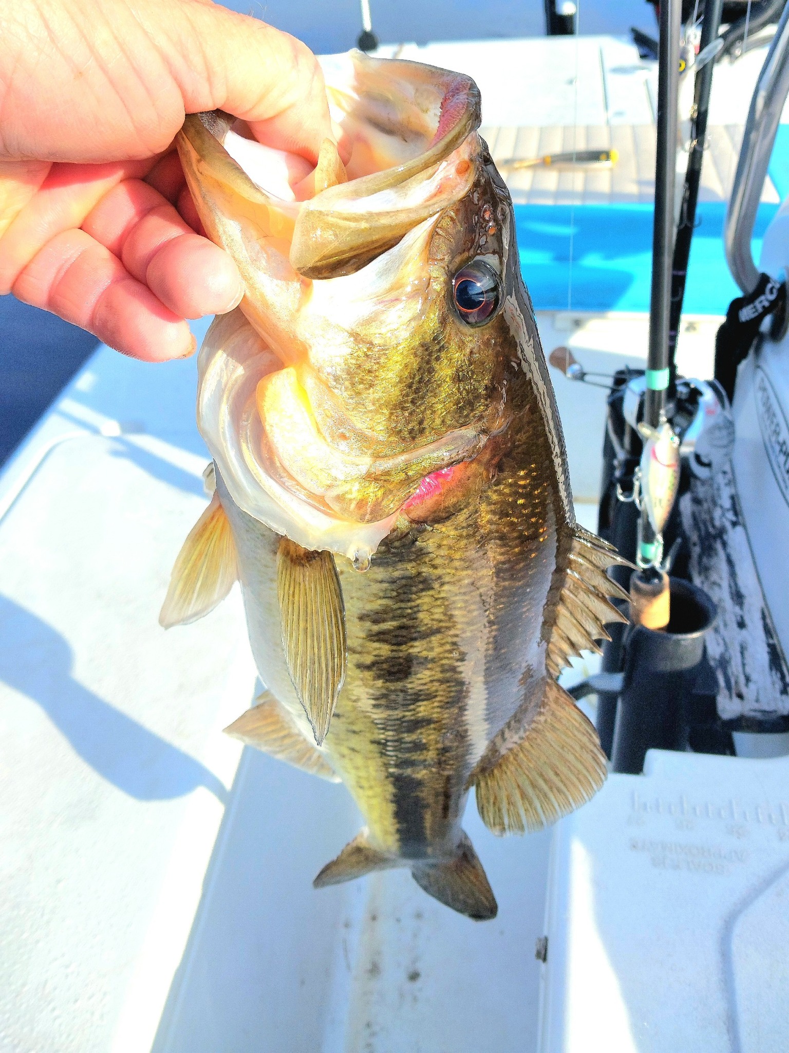 Feisty Largemouth Bass Catch
