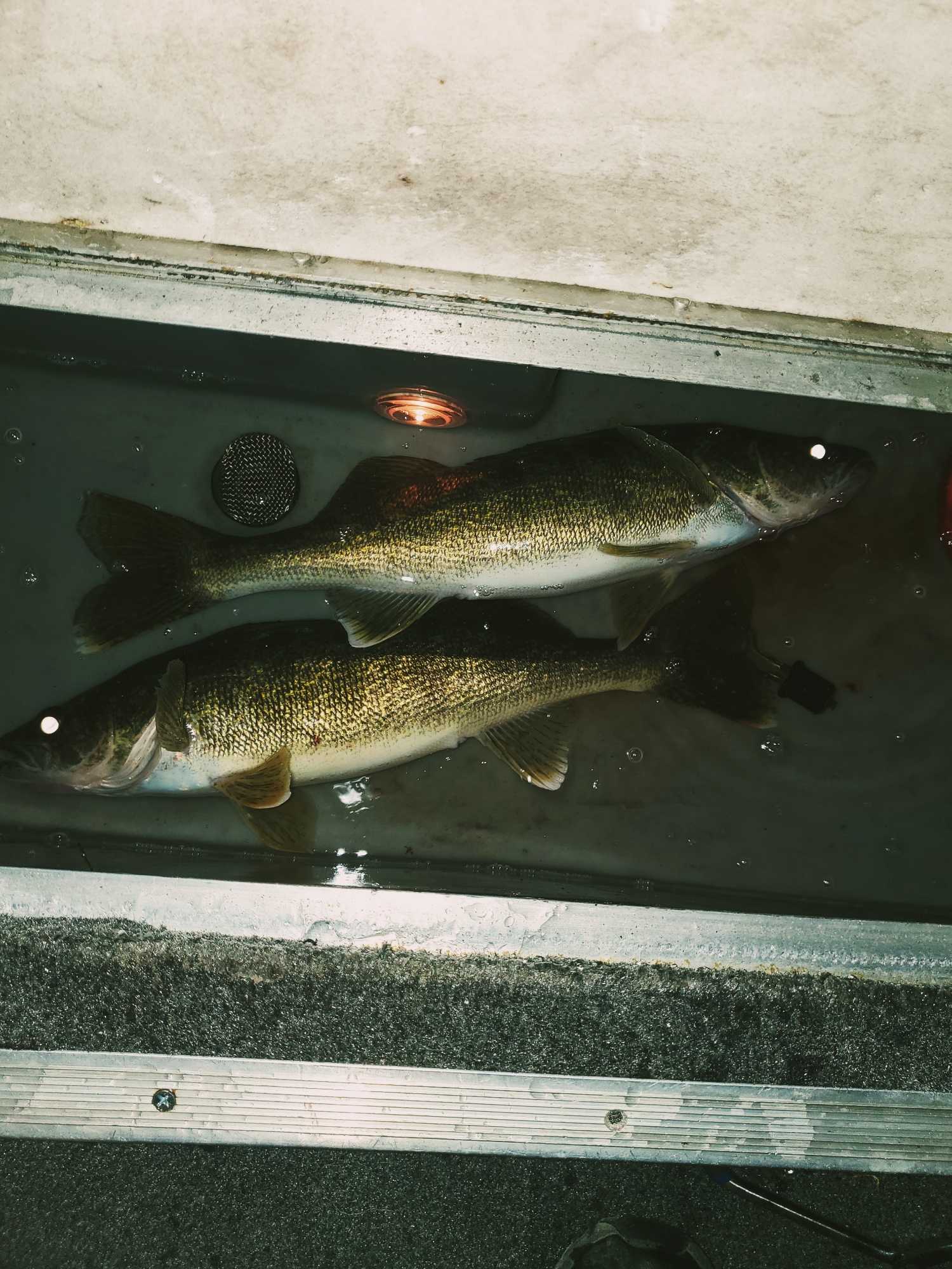 Double walleye success in Minneapolis waters!