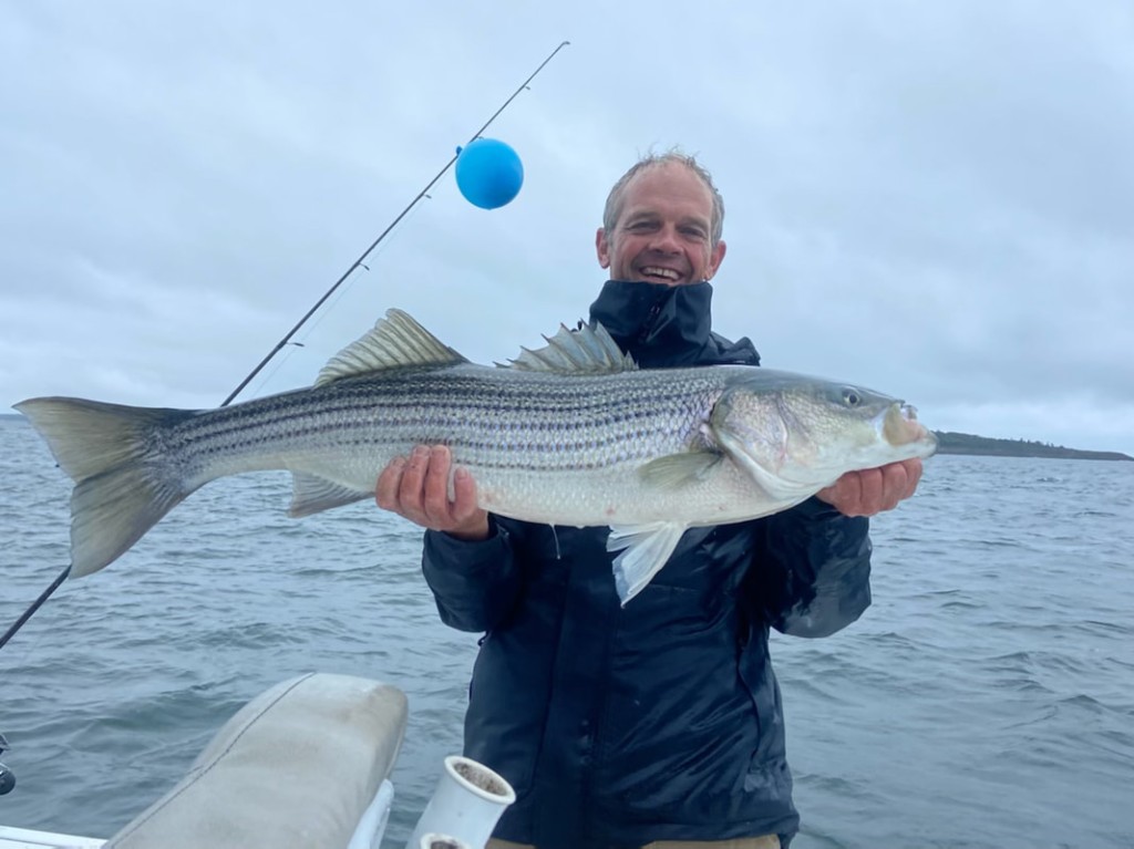 Striped Bass in Freeport, Maine