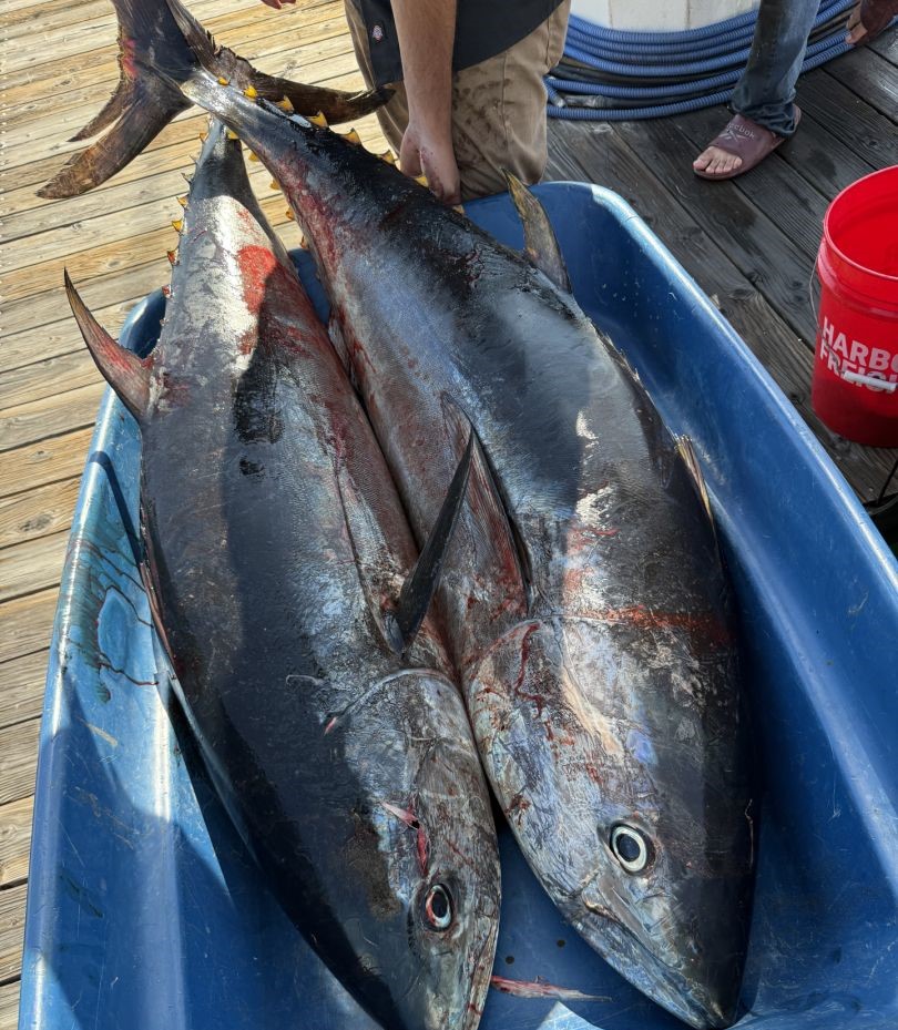 Massive yellowfin tuna catch offshore fishing haul