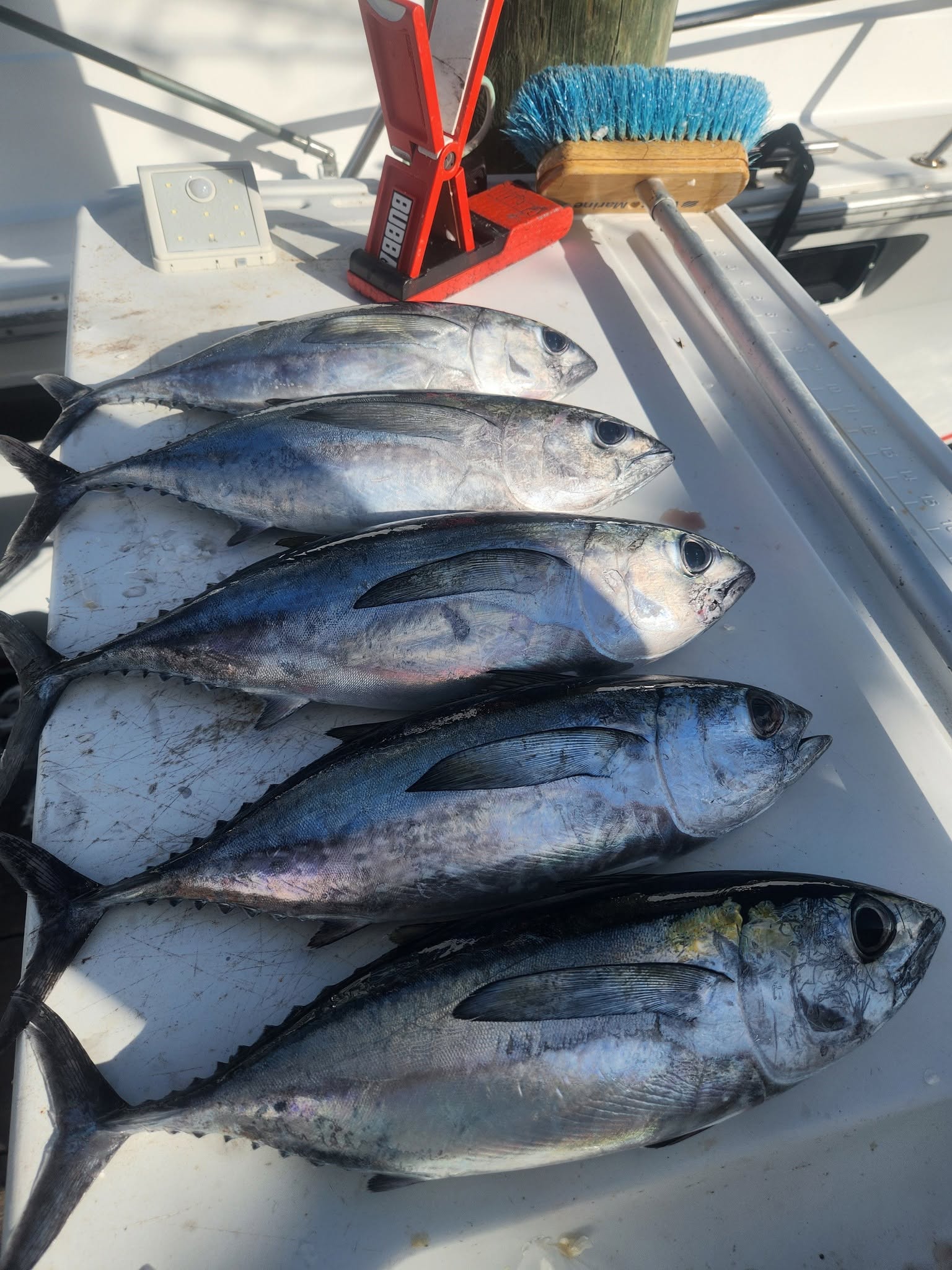 Blackfin and albacore tuna action in Key Largo!