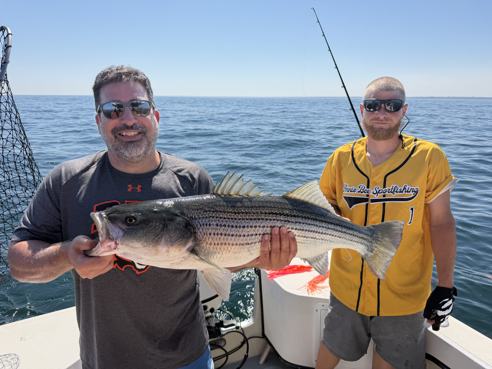 Cape Cod Bay striped bass makes for perfect fishing!