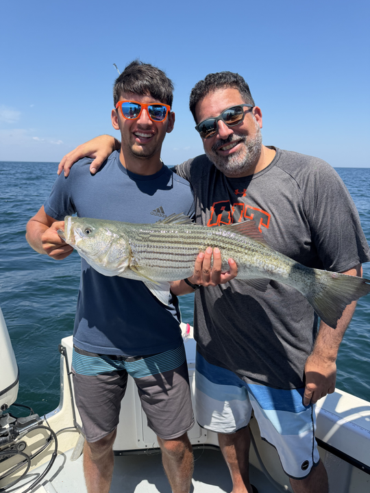 Cape Cod Bay striped bass makes for excellent fishing!