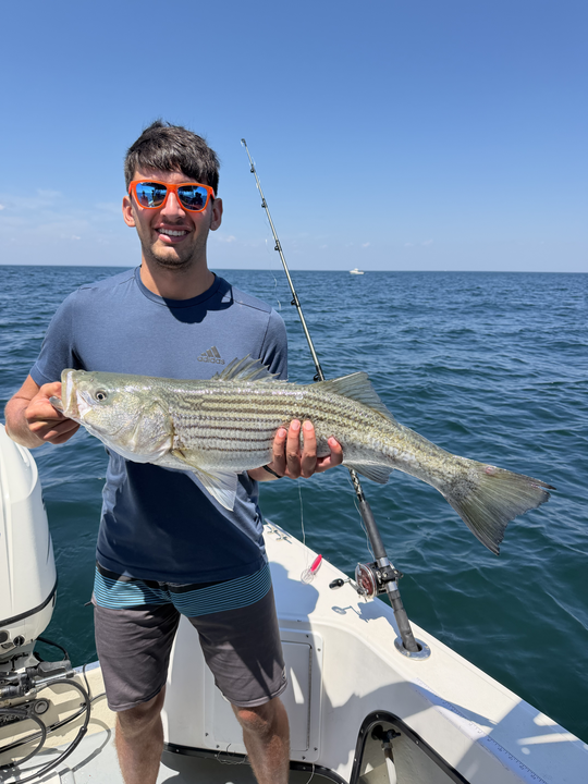 Cape Cod Bay striped bass makes for excellent fishing!