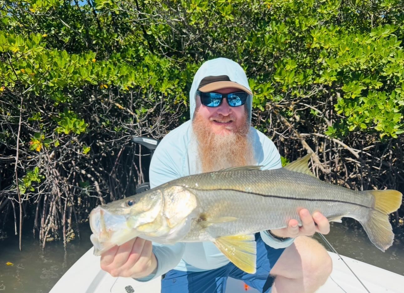 Aggressive snook bite along the mangroves