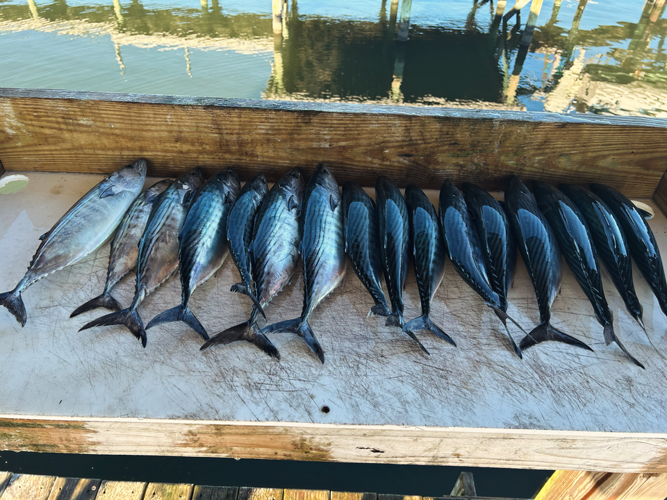 Atlantic Bonito and Little Tunny from Wrightsville Beach waters!