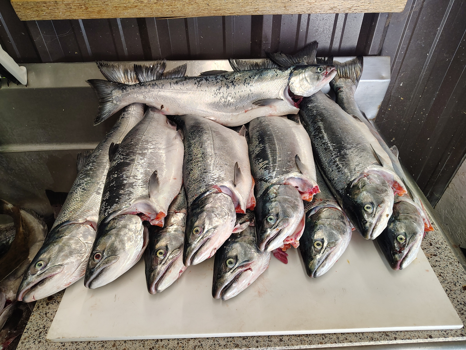 Fresh Oregon Coast Coho salmon ready for the table!