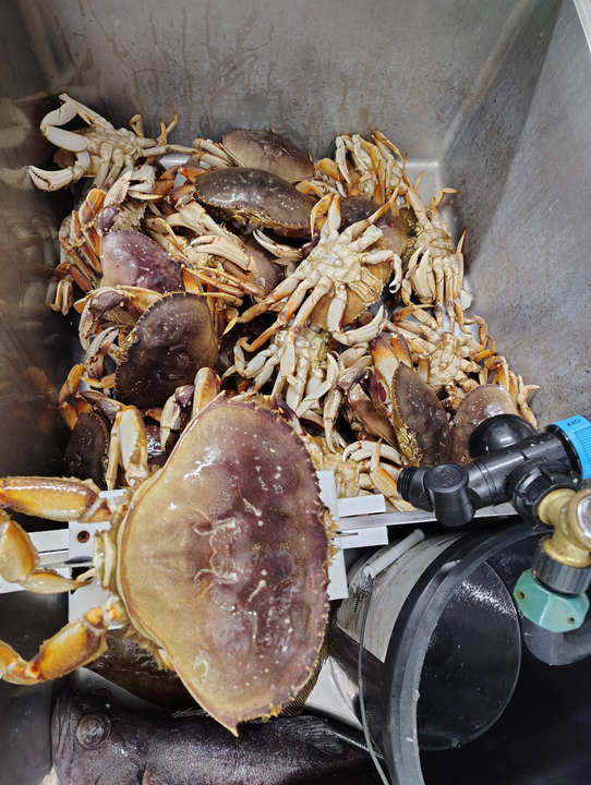 Fresh Oregon Coast crabs ready for the table!